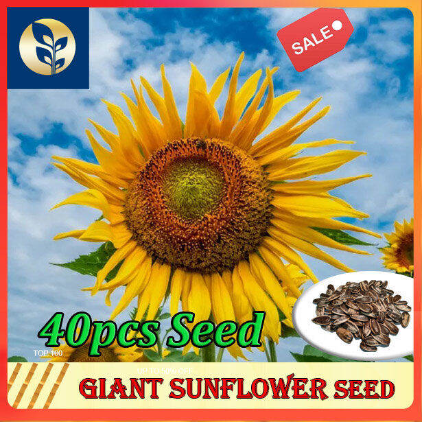 Giant Sunflower Seeds Sunflower Seeds Vegetables seeds Golden