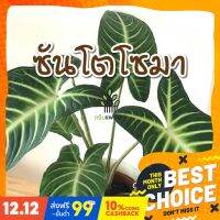 โปรแรง ซันโตโซมา Xanthosoma ต้นไม้หายาก น่าสะสม ต้นไม้ใบสวย ส่งพร้อมกระถาง 5 นิ้ว เก็บเงินปลายทาง