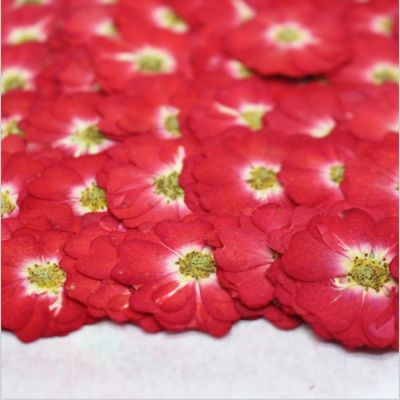 [AYIQ Flower Shop] 30ชิ้นกดแห้งจีนดอกกุหลาบพืชสมุนไพรสำหรับเครื่องประดับที่คั่น S Crapbook โทรศัพท์กรณีโคมไฟโปสการ์ด DIY