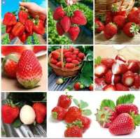 เมล็ดพันธุ์สตรอเบอร์รี่ยักษ์เมล็ดพันธุ์สตอเบอรี่ Strawberry Seeds 500เมล็ด