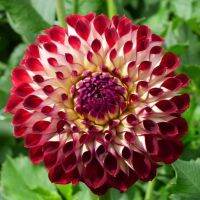 1 หัว /ชุุด เหง้า ต้นรักเร่ Dahlia Bulb สายพันธุ์ Jowey Joshua สีแดง หัวรักเร่ ดอกไม้ ดอกรักเร่ รักแรกพบ เฟิร์สเลิฟ ดอกไม้นำเข้า พร้อมให้ดอก