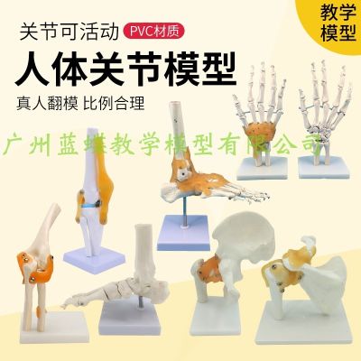 Human body joints bone elbow wrist ankle bone shoulder knees hip bone attached to the ligament of medical teaching toys model