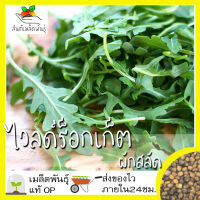 เมล็ดพันธุ์ ไวลด์ร็อกเก็ต 400เมล็ด Wild Rocket Seed เมล็ดพันธุ์แท้100%นำเข้าจากต่างประเทศ ปลูกผัก สวนครัว ถูก ดี ประหยัด