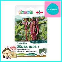 เมล็ดพันธุ์ ถั่วแขกสีม่วง สิรินธร เบอร์ 1 ศรแดง 100 เมล็ดPURPLE BUSH BEAN SEEDS SORNDAENG SIRINTHORN NO.1 100 SEEDS **หมดแล้วหมดเลย**