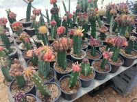 ??เมล็ดยิมโนด่าง ?? gymnocalycium variegated  250 เมล็ด  เมล็ดกระบองเพชร เมล็ดแคคตัส