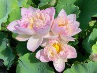 5 เมล็ดพันธุ์ บัว สายพันธุ์ IMPERIAL CONCUBINE OUT OF BATH LOTUS สีชมพู เพาะปลูกและเก็บเมล็ดในไทย ขยายพันธุ์ในไทยได้ สายพันธุ์นิยมปลูกในอเมริกา