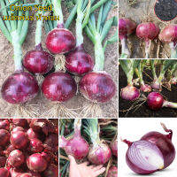 ประเทศไทยพร้อมสต็อก ของแท้ 100% เมล็ดพันธุ์ หัวหอม (Onion Seed) 200 เมล็ด คุณภาพดี ราคาถูก เมล็ดพันธุ์ผัก ต้นไม้ประดับเมล็ดดอกไม้ ต้นไม้ คุณค่าทางโภชนาการที่ดีต่อสุขภาพและสูง เมล็ดพันธุ์ผัก อุปกรการเกษตร ไม้ประดับ Plants Seeds for Home &amp; Garden Planting