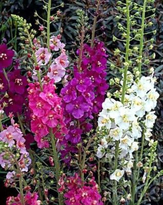 เมล็ดพันธุ์ มัลเลน Verbascum phoeniceum temptress 300 เมล็ด เมล็ดพันธุ์นำเข้าจาก ยุโรป