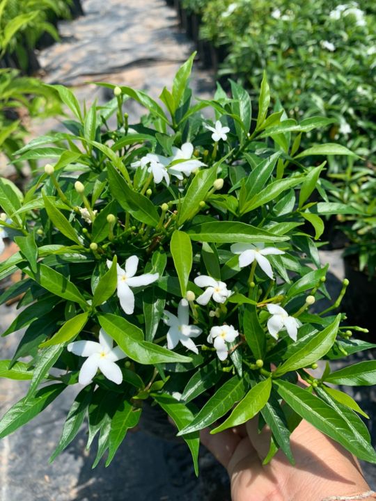 พุดศุภโชค-พุดศรีลังกา-หรือพุดแคระ-gardenia-jasminoides-ต้นไม้พุ่มเตี้ย-มีดอกสีขาว-ปลูกง่าย-ชอบแสงแดดจัด-ชอบน้ำปานกลาง-สูง20-30cm-ถุงดำ3-5-7นิ้ว