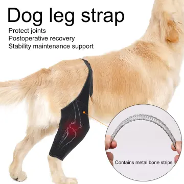 Buy Dog Back Leg Brace online