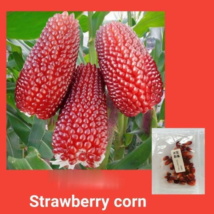 J8+9 VEGETABLE SEED BIJI BENIH SAYUR BUAH, 2 jenis mini jagung