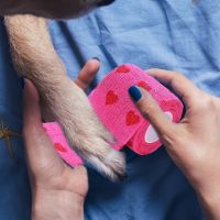 【hot】 Dog Breathable Elastic Bandage Non-woven Adherent Wound Outdoor Retractable Tape Accessories