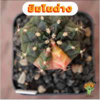 Beepees021 ยิมโนด่าง ไม้เมล็ด Gymnocalycium แคคตัส กระบองเพชร cactus&amp;succulent