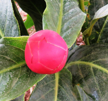 ต้น-คาเมเลีย-เวียดนาม-vietnamese-camellia-ดอกสีชมพู-หายาก