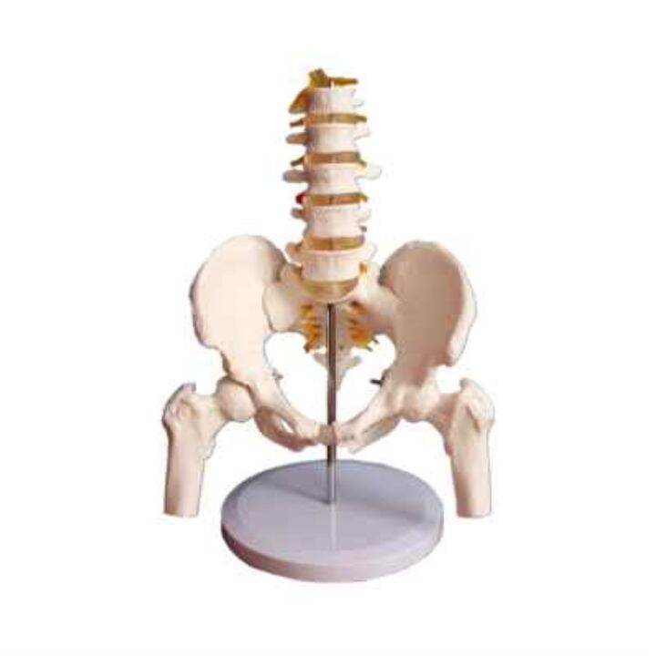 section-5-lumbar-with-pelvic-skeleton-model-human-body-skeleton-model-simulation-bonesetting-assembled-medical-reality-teaching