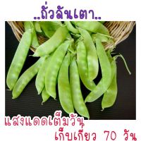 ซื้อ 1 แถม 1，50 เมล็ด (ไม่ใช่พืช)เมล็ดพันธุ์  ถั่วลันเตา เมล็ด