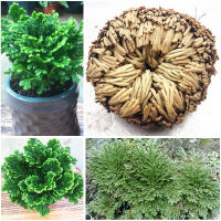 1PC Resurrection Plant Air Fern Selaginella Moss immortalized grass Dry leaves