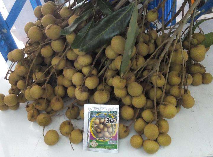 จัมโบ้-3-เอ-jumbo-aaa-ฮอร์โมน-เร่งการเจริญเติบโต-เพิ่มขนาดและน้ำหนักของผลผลิต-อย่างรวดเร็ว-ผสมน้ำได้-1000-ลิตร
