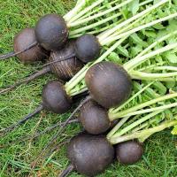 เมล็ดพันธุ์ เรดิชสีดำ (Black Spanish Radish Seed) บรรจุ 200 เมล็ด คุณภาพดี ราคาถูก ของแท้ 100%