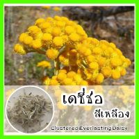 พร้อมส่ง ❗ รหัส 091 เมล็ดพันธุ์แท้ OP แท้  เดซี่ช่อสีเหลือง - Clustered Everlasting Daisy (ทำดอกไม้แห้ง) เมล็ดดอกไม้ เมล็ดพันธุ์ผัก ดอกไม้ปลูกสวยๆ