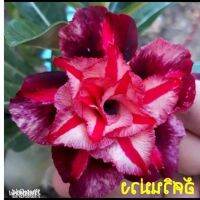 12 เมล็ด เมล็ดพันธุ์ ชวนชม สายพันธุ์ไต้หวัน ดอกสีม่วง Adenium Seeds กุหลาบทะเลทราย Desert Rose ราชินีบอนไซ อัตราการงอกสูง 80-90% มีคู่มือปลูก