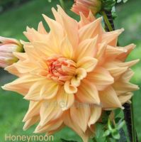 1 หัว/ออเดอร์ รักเร่ Dahlia rhizome สายพันธุ์ Honeymoon หัวรักเร่ ดอกไม้ หัวหน่อ เหง้า นำเข้า เนเธอร์แลน หัวสดใหม่