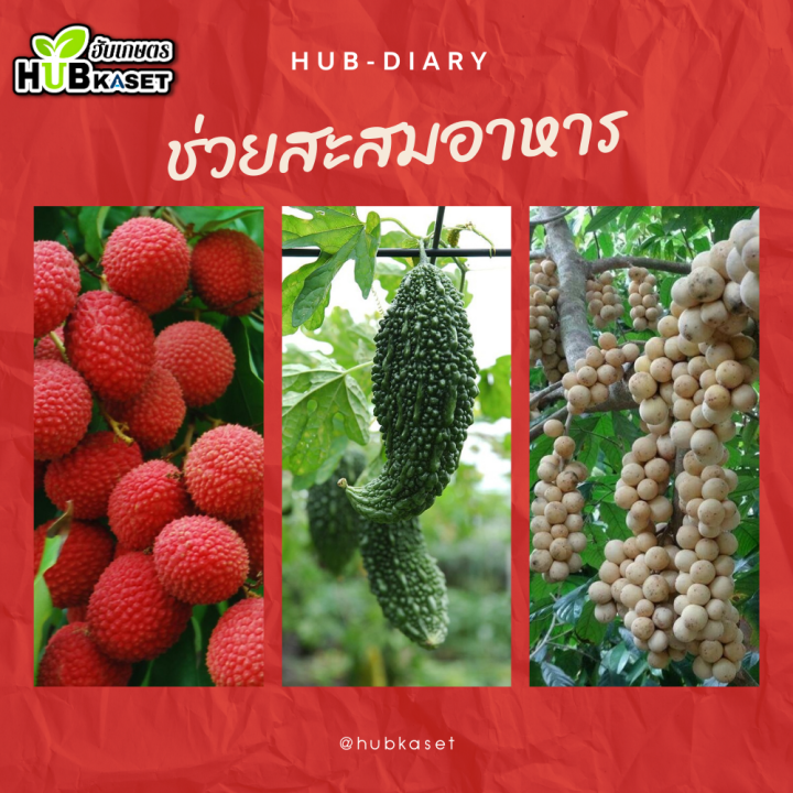 สินค้ายกลัง-ยิปซี-500ซีซี-12ขวด-แมกนีเซียม-ใบเขียวเข้ม-เขียวทนนาน-ทนร้อน-ทนหนาว