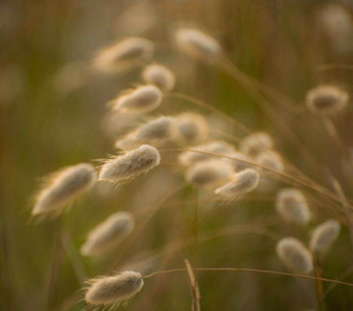 ขายส่ง-100-เมล็ด-เมล็ดหญ้าหางกระต่าย-bunny-tails-grass-เมล็ดพันธุ์นำเข้า-ต้นไม้และเมล็ดพันธุ์-เมล็ดพันธุ์พืช-หญ้าหางกระต่าย-หญ้าประดับ