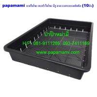 (10ใบ) papamami ถาดไดโซะ ใหญ่ มีรู (กว้าง35.5ซม x ยาว50.5ซม. xสูง8.5ซม.) ถาดเพาะต้นอ่อน ตะกร้าไดโซะ ตะกร้าปลูกต้นไม้ ตะกร้าปลูกต้นอ่อน กระถางต้นไม้ ถาดใส่แค็กตัสถาดเพาะแค็กตัส กะบะต้นไม้ ถาดเพาะเมล็ด ถาดใส่กระถางแค็กตัส ถาดวางกระถาง ถาดปลูกต้นอ่อน ถาดกระบ