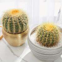 ( Pro+++ )++ (jinhu)เพชร แคคตัส พืชอวบน้ำถังทอง 15-17ซม(Echino cactus grusonii) หรือ (เอคิโนแคคตัส กรูซอนอิอาย) ราคาดี ต้นไม้ ฟอก อากาศ กระถาง ต้นไม้ ไม้ ประดับ ต้นไม้ ปลูก ใน บ้าน