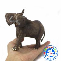 Munich Play - โมเดลสัตว์ Elephant ช้าง แอฟริกา ขนาด 20.00 CM (จากหาดใหญ่)