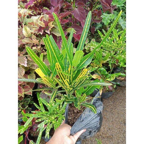 Crotons Live plants for sale Lazada PH