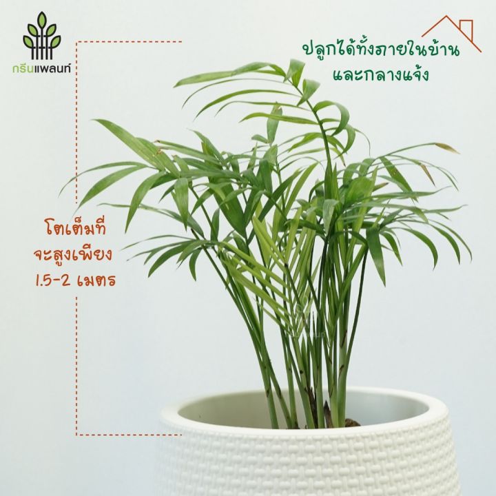 hot-ปาล์มไผ่แคระ-bamboo-palm-ฟอกอากาศ-ไม้ประดับมงคล-พร้อมกระถางดำ-4-นิ้ว-ส่งด่วน-พรรณ-ไม้-น้ำ-พรรณ-ไม้-ทุก-ชนิด-พรรณ-ไม้-น้ำ-สวยงาม-พรรณ-ไม้-มงคล