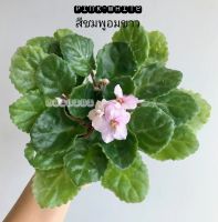 แอฟริกันไวโอเล็ตดอกสีชมพูหวานฉ่ำ African Violet (Pink-White flower)​ ต้นไม้นำเข้าออกดอกบ่อย