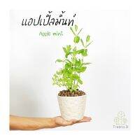 Treeno.9 T178 แอปเปิ้ล มิ้นท์ (Apple Mint) ส่งแบบ ถุงดำ 6 นิ้ว / สูง 15-30 cm. / สมุนไพรฝรั่ง กลิ่นหอม ดีต่อสุขภาพ (Herb)