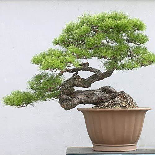 25-เมล็ดพันธุ์-เมล็ด-สนดำญี่ปุ่น-สนญี่ปุ่น-บอนไซ-japanese-black-pine-seed-อัตราการงอก-80-85