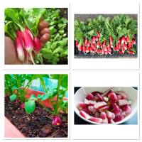 เมล็ดพันธุ์ แรดิส ฝรั่งเศส เบรคฟาส (French Breakfast Radish Seed) บรรจุ 200 เมล็ด