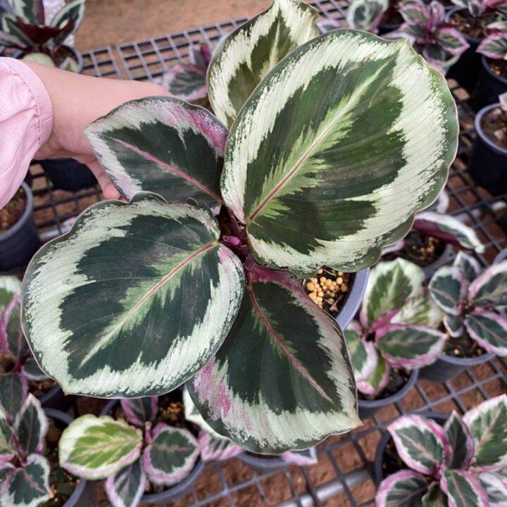 มาใหม่-คล้านกยูง-ลายเงิน-calathea-roseopicta-illustris-กระถาง5นิ้ว-คุ้มสุดสุด-ต้นไม้-ฟอก-อากาศ-กระถาง-ต้นไม้-ไม้-ประดับ-ต้นไม้-ปลูก-ใน-บ้าน