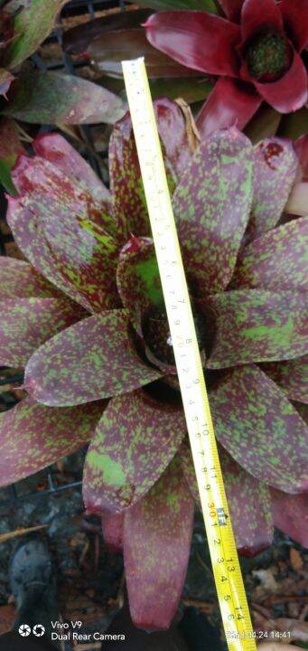 สับปะรดสี-neo-bromeliad-ไม้ประดับทนแล้ง-เป็นไม้ยอดนิยม-สีสันและลวดลายสวยงาม-จัดส่งพร้อมกระถาง8นิ้ว