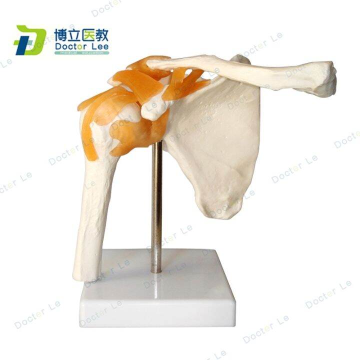 this-model-demonstrate-skeleton-model-of-human-body-joint-clavicle-arthroscopic-shoulder-surgery