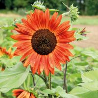 เมล็ดพันธุ์นำเข้าจาก อังกฤษ เมล็ดพันธุ์ Garden Seed ดอกทานตะวัน สีแดง helianthus annuus sunflower red sun 20 เมล็ด