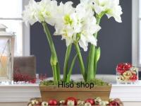 miniwhite amallis ว่านสี่ทิศมินิไวท์ Mini White (Marquis) ดอกซ้อน  สีขาว