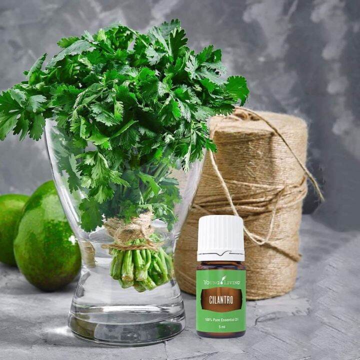 Cilantro 5ml essential oil Lazada PH