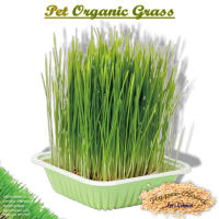 Kitty Pet Organic Grass ชุดปลูกต้นอ่อนข้าวสาลี ออร์แกนิค หญ้าแมว ข้าวสาลีแมว (Seeds + Jelly Bell + Cups +) 15g (4 ถุง)