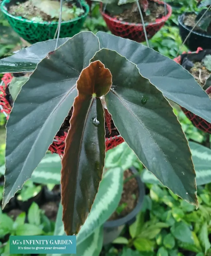 Begonia Plant 