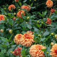 1 หัว/ออเดอร์ รักเร่ Dahlia Bulb สายพันธุ์ Hercules หัวรักเร่ ดอกไม้ หัวหน่อ เหง้า นำเข้า เนเธอร์แลน หัวสดใหม่