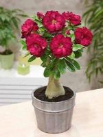 12 เมล็ด เมล็ดพันธุ์ ชวนชม สายพันธุ์ไต้หวัน ดอกสีแดง Adenium Seeds กุหลาบทะเลทราย Desert Rose ราชินีบอนไซ อัตรางอก 80-90% มีคู่มือปลูก