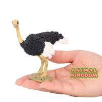 Animal Kingdom - โมเดล Ostrich นกกระจอกเทศ คอครีม ขนาด 11.00 CM (จากสงขลา)