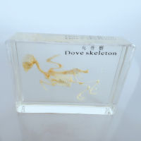 True Dove Animal Bones Skeleton Embedded Specimen โมเดลเรซินโปร่งใส Biology Anatomy Teaching Aids