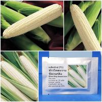 เมล็ดพันธุ์ ข้าวโพดหวานซิลเวอร์คิง Silver King Sweet Corn F1 Seed 20 เมล็ด คุณภาพดี ราคาถูก ของแท้